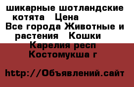 шикарные шотландские котята › Цена ­ 15 000 - Все города Животные и растения » Кошки   . Карелия респ.,Костомукша г.